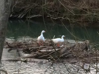 Individuell wohnen mit Bien-Zenker: Ihr maßgeschneidertes Zuhause in Reinsbronn