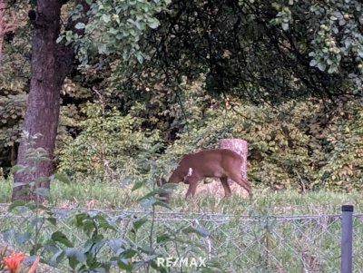 Wollen Sie in der Natur leben und Rehe vom eigenen Garten beobachten ?