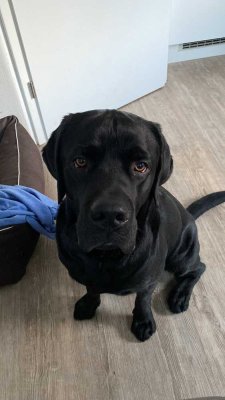 IN IHREM NEUEN FAMILIENZUHAUSE MIT GARTEN HABEN SIE ENDLICH PLATZ FÜR EINEN HUND!- TEL. 01714863595