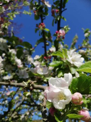 Helle 3,5-Zimmer Wohnung mit eigenem großen Garten!