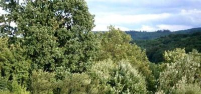 NATURPUR 3 Zi.-DG-Whg inklusiv EBK an max. 1-2 Personen Nichtraucher zum 1.3.26