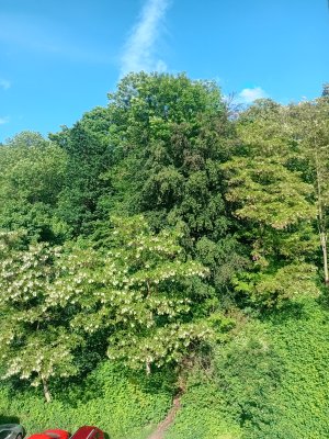 Helles Dachzimmer mit Blick ins Grüne – ruhige Lage, gute Anbindung