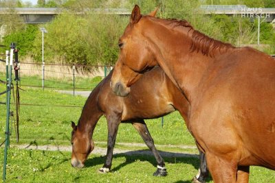 Aussiedlerhof | kernsaniertes Wohnhaus | 6.000m² | Pferdestall + Scheune + Werkstatt + Wiesen