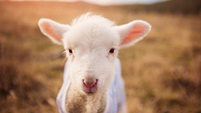 Bauernhof in Traumhafter Lage auf 23 ha zu verkaufen