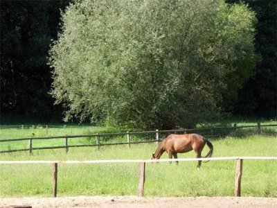 Idylle pur: Hausteil auf Resthof in Feldrandlage!