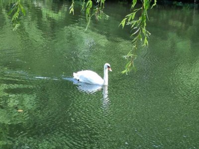 Wasser, Wasser - Goldbekkanal -  Enten und Schwäne schwimmen im Wasser - Frei lieferbar !