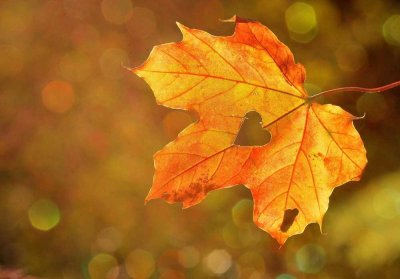 Nutzen Sie den Herbst für Ihre Traumhaus Planung mit Bien Zenker