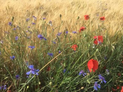 Bien-Zenker: Ihr Traumhaus in Külsheim - Individuell und stressfrei gebaut