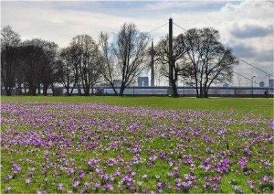 Repräsentativ, luxuriös, imposant mit Blick über den Rhein bis zur Altstadt