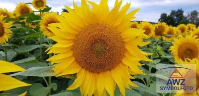 Wohnhaus für handwerklich Begabte!