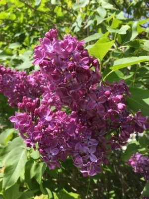 GENIESSEN SIE ERHOLSAMES WOHNEN IM GRÜNEN UND GLEICHZEITIG STADTNÄHE! TEL.: 01714863595