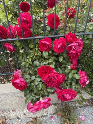 Exklusive Doppelhaushälfte (Bj.2023) mit Einliegerwohnung