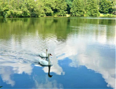 HAGENPLATZ  + POOL + TERRASSE + GROSSE GARTENANLAGE + PARKETT + EBK + PKW PLATZ + PROVISIONSFREI