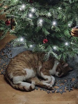 FREUEN SIE SICH AUF FAMIILIENWEIHNACHTEN 2027 IM EIGENEN HAUS! TEL.: 0171 4863595