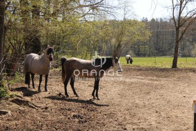 ***Haus für Familien, große Wohnfläche, XXL-Baugrund, als Ranch oder Pferdehof nutzbar incl. Stallun