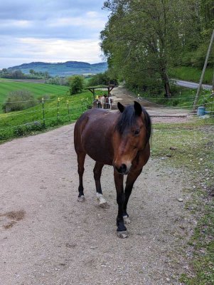 Idyllisches Einfamilienhaus auf Pferdehof nahe Bodensee zu vermieten