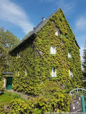 Schönes, von wildem Wein umwachsenes Haus – keine Schäden, da der Wein sich nur mit Saugnäpfen hält.