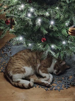 FREUEN SIE SICH AUF FAMIILIENWEIHNACHTEN 2026 IM EIGENEN HAUS! TEL.: 0171 4863595