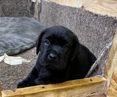 ENDLICH PLATZ FÜR EINEN HUND - IN IHREM NEUEN HAUS MIT GARTEN - TEL. 01714863595