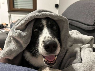 TOP sanierte Wohnung - "Endlich" ausschließlich mit Hund! Frauchen/ Herrchen dürfen natürlich mit ♥️