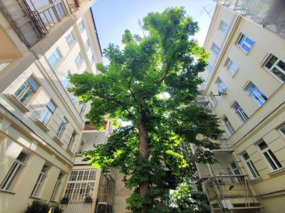 BLICK INS GRÜNE - Sanierungsbedürftiger Altbau in Hofruhelege!