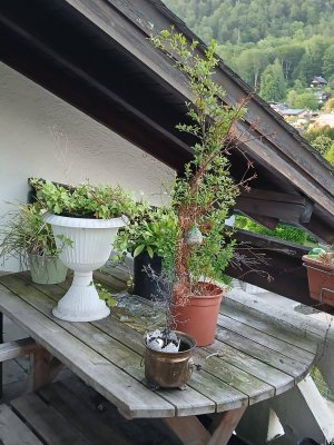 Barrierefreie 2-Zimmer Dachwohnung mit Terrasse