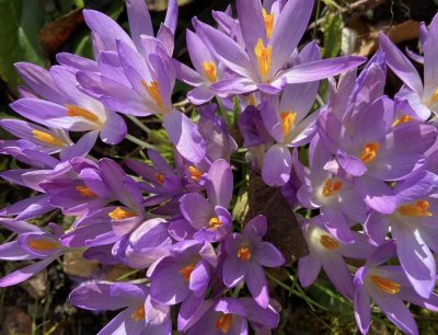 Exclusive und schöne, grosse Villa nahe Schloss Solitude
