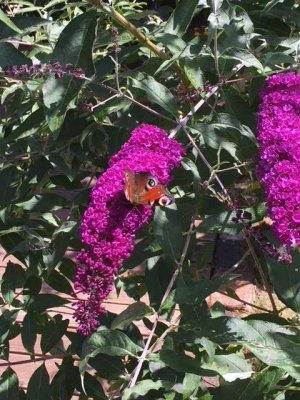 JETZT ANRUFEN UND NÄCHSTES JAHR DEN SOMMER IM GARTEN IHRES EIGENEN HAUSES GENIESSEN: 01714863595
