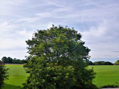 Schöne Single Wohnung am Wald