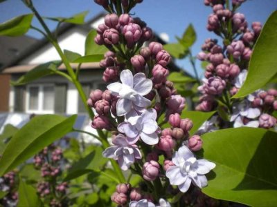 TOP Lage! Keine Provision! Einfamilienhaus mit großem Garten