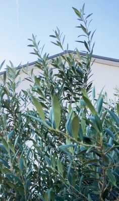 Kleines Refugium mit Olivenbaum und Garten – Wohnen wie im Urlaub