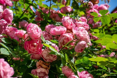 Diskrete Vermittlung!
Romantisches Häuschen am Elbhang, umfassend saniert, liebevoller Bauerngarten