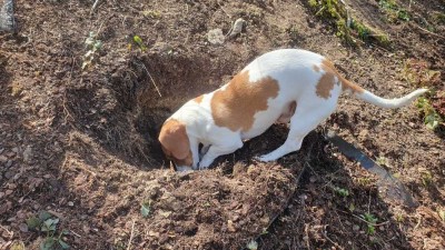 Suchen Sie noch den perfekten Bauplatz + Traumhaus? Wir von Bien Zenker haben alles in einem Paket T