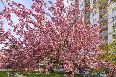 Große 3 Raumwohnung mit Balkon!