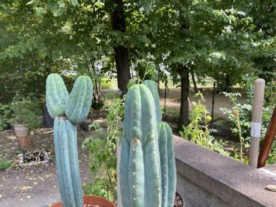 TOP PREIS!  Keine Provision! Wohn/Geschäftshaus in der Waldstadt