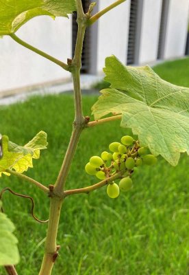 **** Hochwertige 3,5 Zimmer-Gartenwohnung im Zentrum von Gerlingen