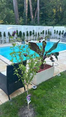 Im Alleinauftrag renovierungsbedürftiges Haus mit  eigenen beheizten Salzwasserpool
