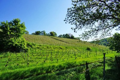 In den Radebeuler Weinbergen