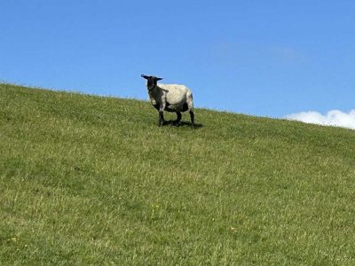 Wohnen hinterm Nordseedeich