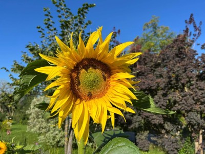 Neue 3-Zimmer-Gartenwohnung in MATTIGHOFEN