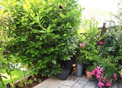 Die Weinberge vor der Haustür - was gibt es Schöneres
