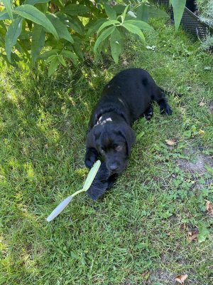 ENDLICH PLATZ FÜR HUNDEGLÜCK - IM NEUEN HAUS MIT GARTEN! TEL. 0171 4863595