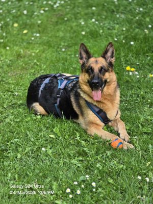 Berufstätige 3 Köpfige Familie mit Schutzhund sucht ein Haus oder eine Wohnung