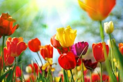 **NEUES ZUHAUSE IM FRÜHLING** 1-Zi-Whg mit großem Balkon