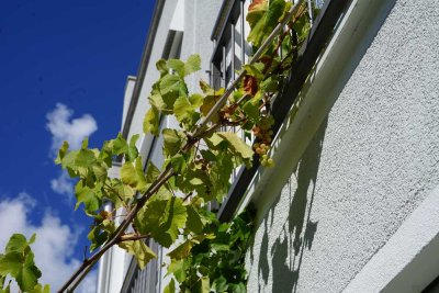 Neuwertige 6-Zimmer-Doppelhaushälfte mit Einbauküche/Schränke in Fürstenried, München
