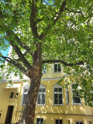 Provisionsfrei* Von Privat - Traumhafte Altbauwohnung 4-Zi auf 116m2 Lift im Herzen v. Berlin-Mitte