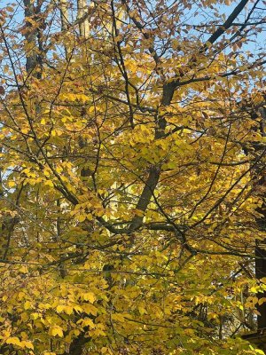 Gemütliche 2-Zimmer Altbau-Wohnung in Frankfurt-Niederrad