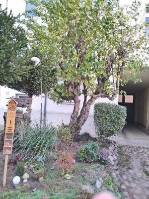 Interessante, ebenerdige neu sanierte 2-Raum-Wohnung mit Terrasse im ruhigen Gartenhaus