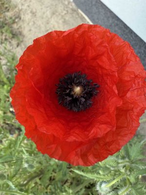 Modernes, energieeffizientes Einfamilienhaus am Mellensee – Erstbezug 2024, in idyllischer Seenähe