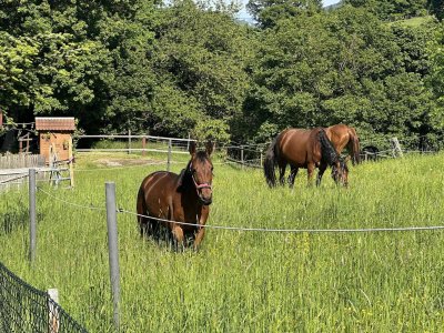 773 m2 Traumgrund neben Pferdeweide, bezugsfertiges Qualiätshaus direkt vom Bauträger